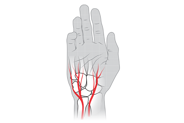 https://www.specialized.com/medias/BRD-3834-BodyGeometry-Features-Gloves-Arteries.png?context=bWFzdGVyfGltYWdlc3w5ODA2NjN8aW1hZ2UvcG5nfGltYWdlcy9oYWYvaGNlLzg4OTMwODY5OTAzNjYucG5nfGU3MzJmZDQ0NzhmZTQ0YTQwM2Y5MjRmMjAzMmM0ODliNGQwYTY2OTk5N2IwMzU3MjFmYmRmNGEzZWMwZGM0ZjU